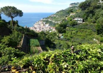 View of Minori & cooking teacher's farm terraces