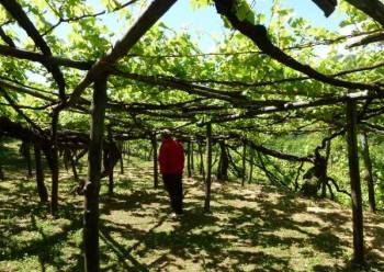 walk in vineyards with owner--some big vines are 400 years old!