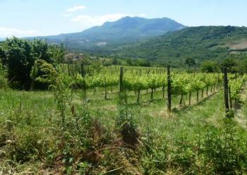 Taurasi vineyard at winery