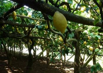 walk through lemon groves