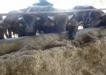 visiting water buffaloes at Paestum cooking class estate